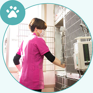 動物看護師の仕事内容 入院動物のお世話・観察