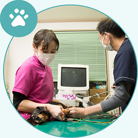 トリマーの仕事内容 動物看護師の補助業務