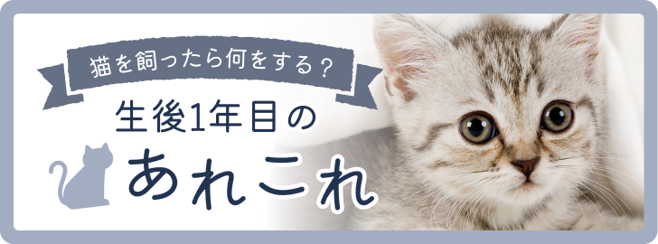 猫を飼ったら何をする？生後1年目のあれこれ