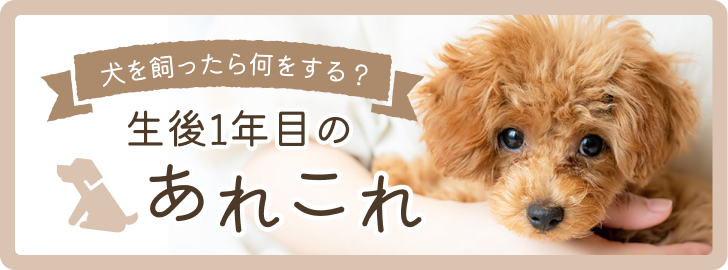 犬を飼ったら何をする？生後1年目のあれこれ