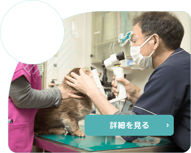 犬・猫小動物の診療