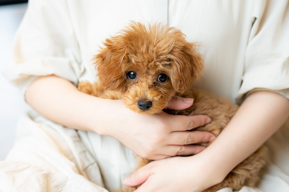 犬を飼ったら何をする？生後1年目のあれこれ